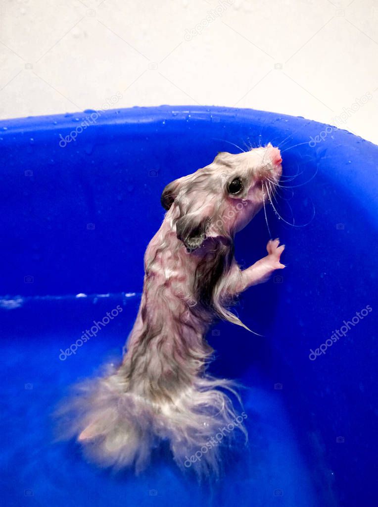 A wet Syrian hamster with white wool stands in water in a blue container