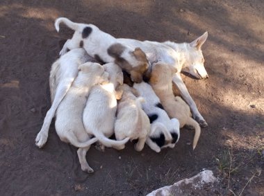 Safkan olmayan beyaz bir köpek yere yatıyor ve aynı anda birkaç kukla süt beslemeleri