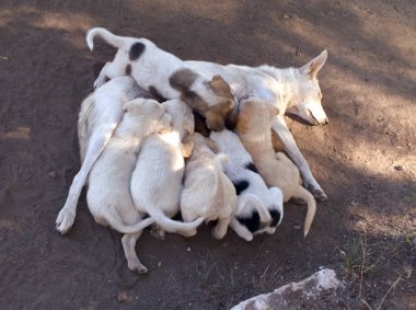 A non-pedigree white dog lies on the ground and simultaneously feeds the milk of several puppies clipart