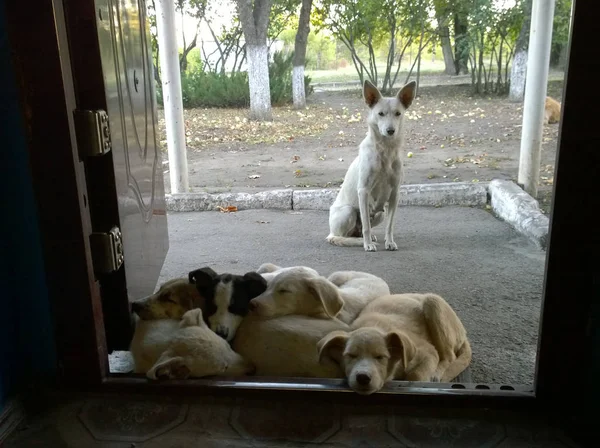 Белая собака и ее щенки — стоковое фото