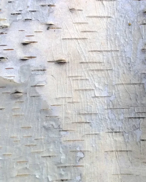 Bir Işık Gri Tonda Huş Ağacı Kabuğu Doku Parçası — Stok fotoğraf
