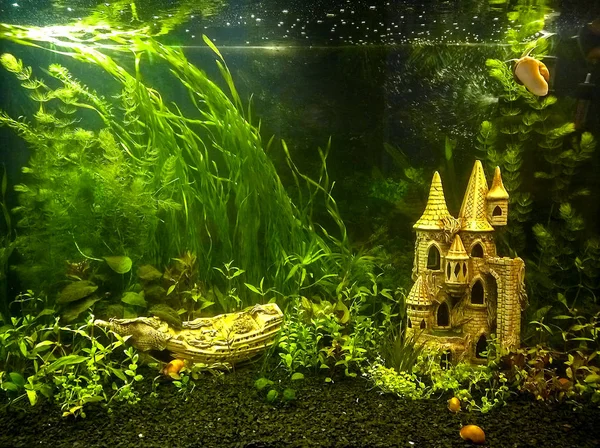 Huis Rechthoekige Zoetwateraquarium Met Aquariumplanten Slakken — Stockfoto