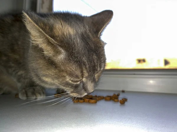 Domestic gray cat eating dry cat food on white windowsill