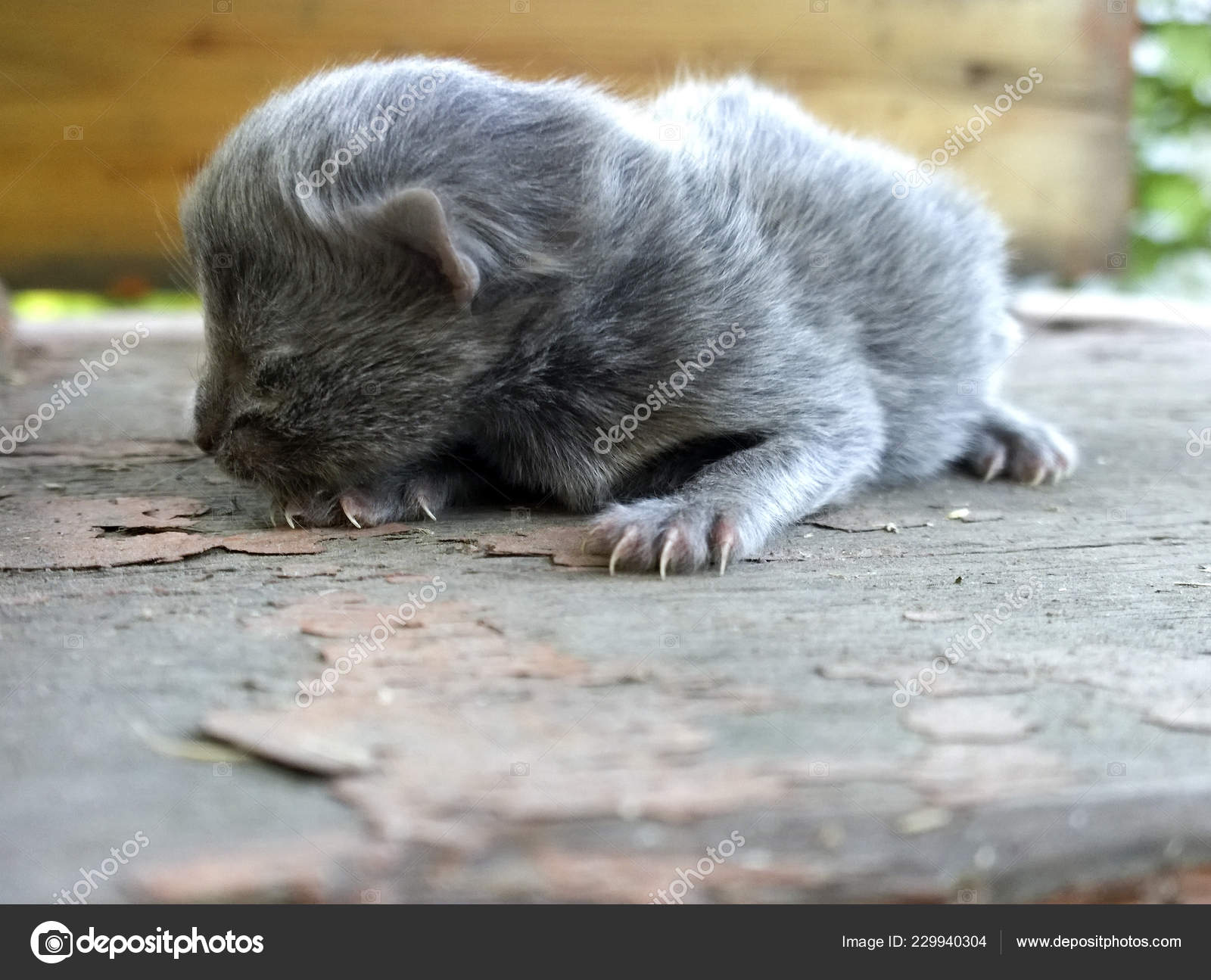 baby gray cat