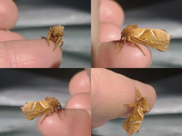 Маленький Жовтувато Коричневий Метелик Розташований Людському Пальці Збоку Спереду — стокове фото