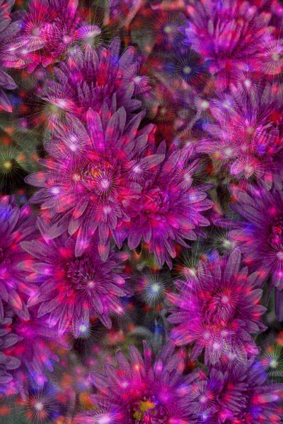 半透明分岐のピンクのトーンのいくつかの花の抽象的なパターンの星光 — ストック写真