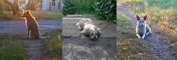 Haus- und Straßenhunde — Stockfoto