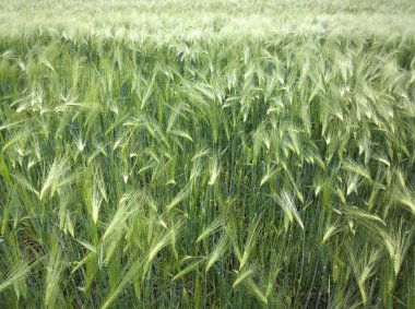 Genç kış buğdayı