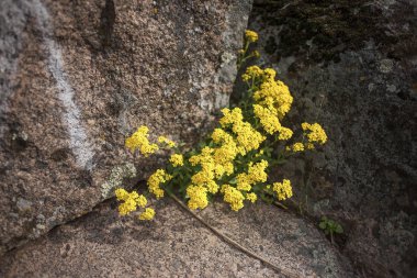 Alissum ilkbaharda kayalık