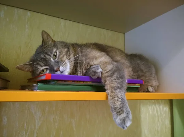 O gato está descansando deitado sobre os livros . — Fotografia de Stock