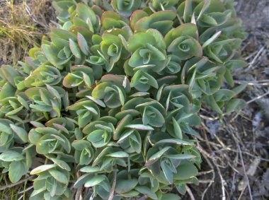 Echeveria aile Crassul sulu bitkilerin bir cinsten