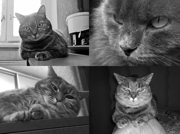 Foto en blanco y negro de un gato — Foto de Stock