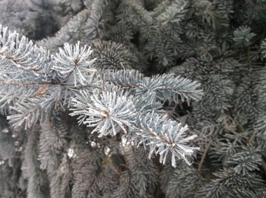 Buz gibi iğnelerin dalları, kıpkırmızı olmuş.