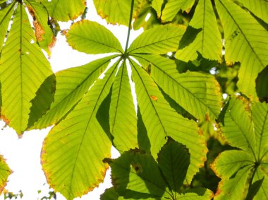 bir kestane sonbahar yaprakları