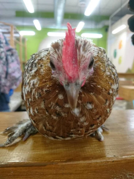 Uma Linda Galinha Ruiva Está Descansando Uma Fazenda Pássaro Bonito — Fotografia de Stock