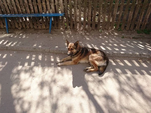 Ładny Piękny Pies Odpoczynku Ulicy Być Może Zwierzę Czeka Właściciela — Zdjęcie stockowe
