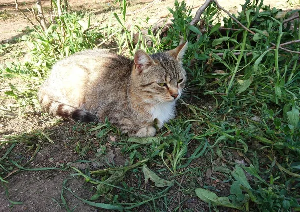 かわいい家の猫が家の近くの草の中で休んでいる 非常に愛情深い動物 — ストック写真