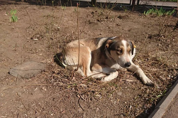 Lindo Perro Hermoso Descansando Calle Tal Vez Animal Está Esperando —  Fotos de Stock