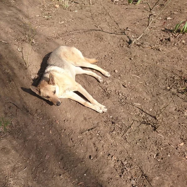 Lindo Perro Hermoso Descansando Calle Tal Vez Animal Está Esperando —  Fotos de Stock