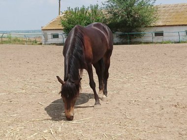 Güzel bir safkan at mavi gökyüzü ve beyaz bulutlar karşı bir çiftlikte yürüyor. Çok güzel bir fotoğraf 