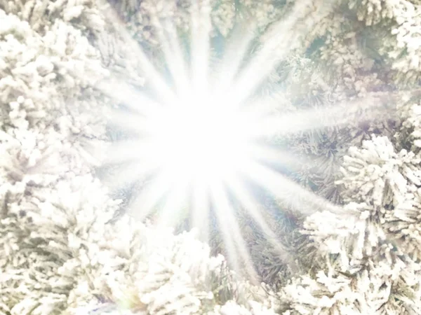 Рождественские Украшения Зеленые Ветки Белым Снегом Блеске — стоковое фото