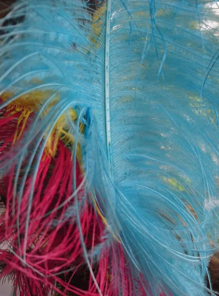 Multi Colored Ostrich Feathers — Stock Photo, Image