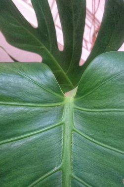 Ev Bitkisi Canavarı Lezzeti. Odanın dekorunda tropik yapraklar var. Hassas pembe arkaplan.