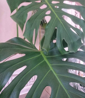 Ev Bitkisi Canavarı Lezzeti. Odanın dekorunda tropik yapraklar var. Hassas pembe arkaplan.