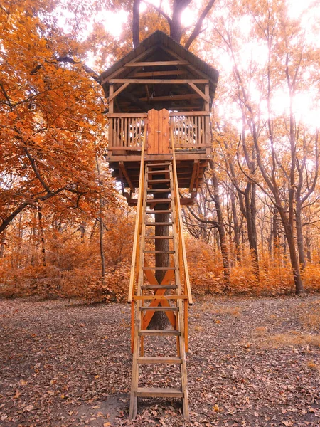 Treehouse Dans Parc Feuilles Brillantes Jaune Automne — Photo