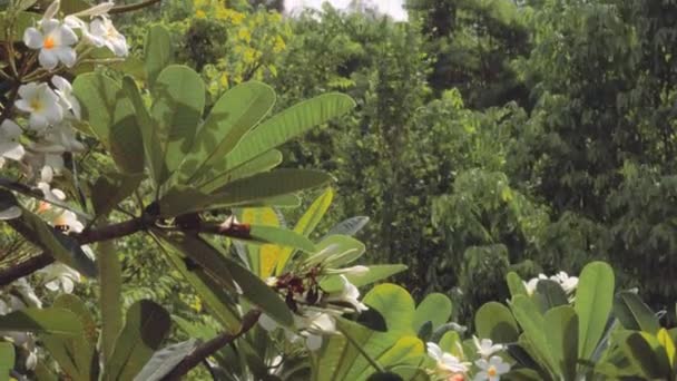 Plumeria Árvore Alta Muitas Flores Jardim Dia Quente Tem Vento — Vídeo de Stock