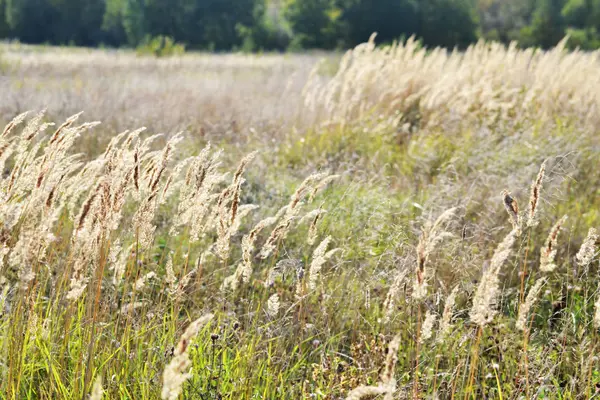yüksek kuru buğday ve yaz aylarında güneş ışınları bir alanda yeşil çimen yatay fotoğrafı. Russia.Pskov