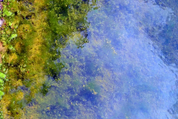 Yeşil Sarı Mavi Su Bahçe, bitki, tina, güneşli gün, su, su altında ayna gibi. Minsk bahçesinde yapılan