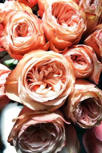 tomurcuklar üzerinde üstten görünüm güneş rays.selective odak ihale gül yaprakları. renkler beyaz, pembe, sarı. Kadınlar Günü için.