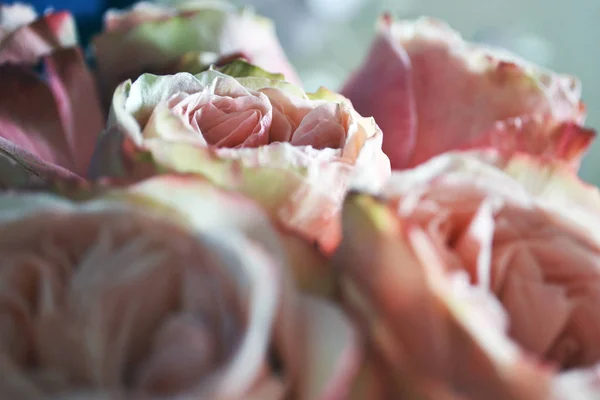 yan görünümü orta bud narin gül tomurcukları güneş rays.selective odak. renkler beyaz, pembe, sarı. Kadınlar Günü için hediye.