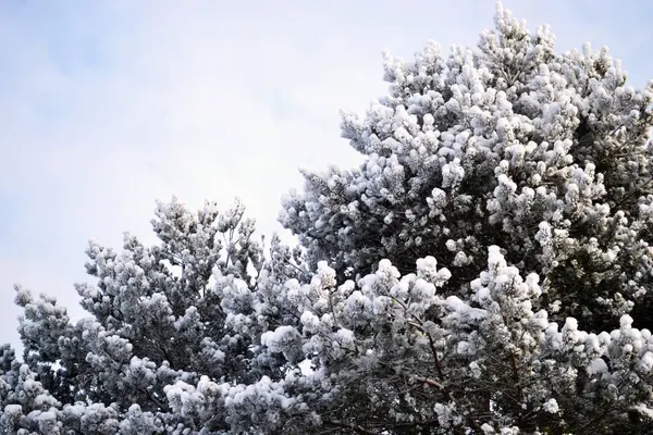 Bu atışı Pskov yakınlarındaki Rus hinterlandında çektim. Mavi gökyüzünün ve bulutların arka planında çamların karla kaplı üstleri var.