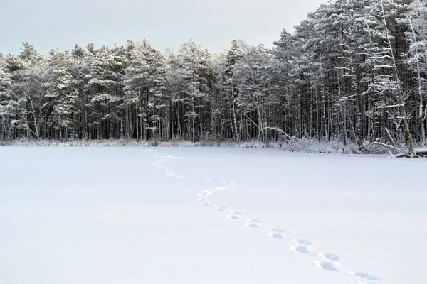 Rus hinterland kışın karla kaplı bir orman ve donmuş gölet bir görünüm yatay fotoğraf. Ağaçlar huş ağacı, köknar, Noel ağaçları, çamlar. renkler beyaz, yeşil, mavi, gri, kahverengi
