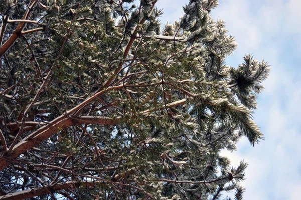 Uzak bir yerde mavi gökyüzünün arka planına karşı bir çam ağacının karla kaplı donmuş dalları yatay fotoğraf. Rusya. Renkler beyaz, mavi, kahverengi, yeşil.
