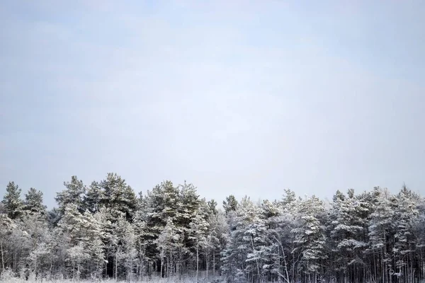 Mavi gökyüzünün arka planına karşı karla kaplı ormanın yatay fotoğrafı. Rusya, Pskov. Renkler beyaz, mavi, kahverengi.