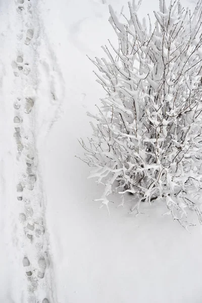 Gündüz leri kışın raylar ve karla kaplı çalılıklar üzerindeki pencereden görüntüleyin. Rusya, Pskov, renkleri beyaz ve siyah