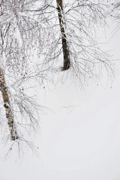Karda gövdeve huş dallarının dikey fotoğrafı, pencereden görünümü. Rusya, Pskov.