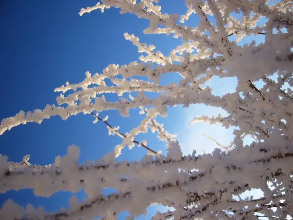 Mavi gökyüzünün arka planına karşı bir çalının karla kaplı donmuş uzun dallarının yatay fotoğrafı. Rusya, Pskov. tüm dallar özel olarak odak ta değildir. Renkler beyaz, mavi, kahverengi.