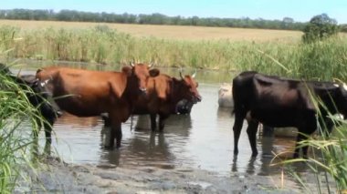 yaz öğleden sonra, inekler serin nehre girdi ve ısı tembel cud çiğneme kaçmak