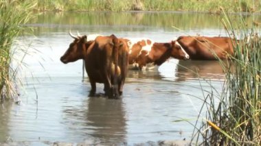 yaz öğleden sonra, inekler serin nehre girdi ve ısı tembel cud çiğneme kaçmak
