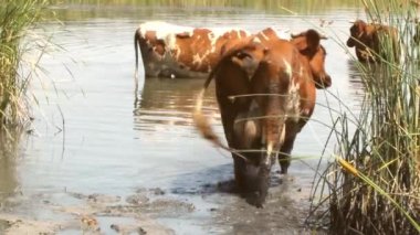 yaz öğleden sonra, inekler serin nehre girdi ve ısı tembel cud çiğneme kaçmak