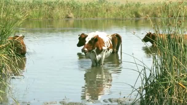 Eine Herde Brauner Kühe Mit Weißen Und Schwarzen Flecken Auf — Stockvideo