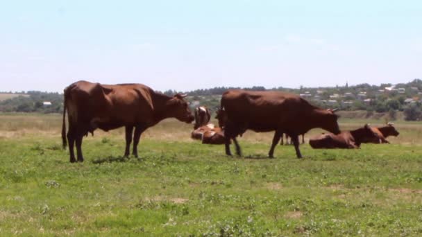 Una Manada Hermosas Vacas Marrones Con Manchas Blancas Pastan Prado — Vídeo de stock