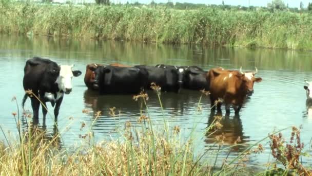 Letnie Popołudnie Krowy Wszedł Zimnej Rzeki Uciec Ciepła Leniwie Żując — Wideo stockowe