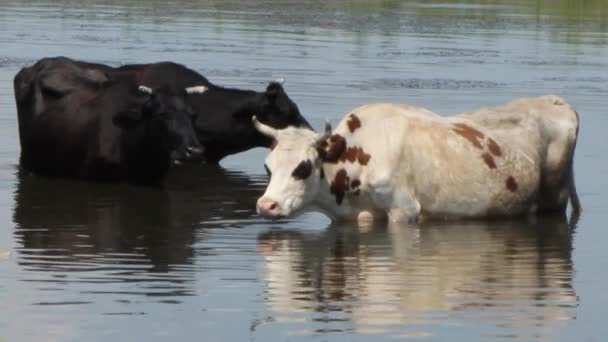 Una Mandria Mucche Brune Con Macchie Bianche Nere Fuga Dal — Video Stock