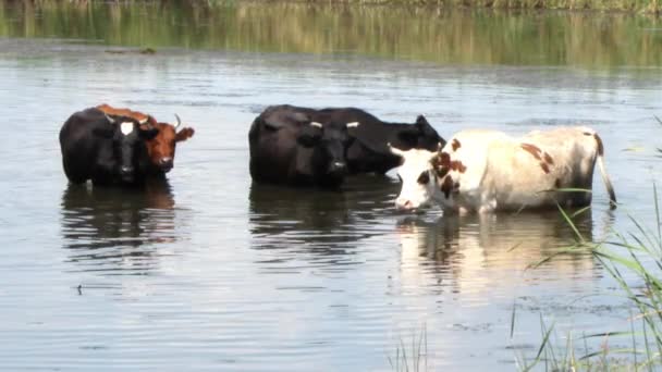 Eine Herde Brauner Kühe Mit Weißen Und Schwarzen Flecken Auf — Stockvideo