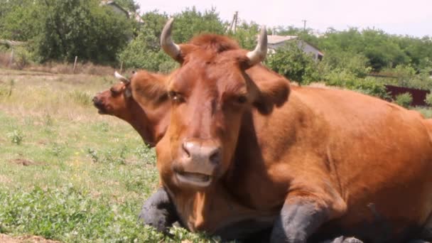Brown Cow Lies Meadow Lunch Chews Cud Lazily Looking Camera — Stock Video